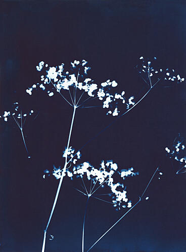 Delicate Blue Botanicals Art Print by Chickweeds Studio