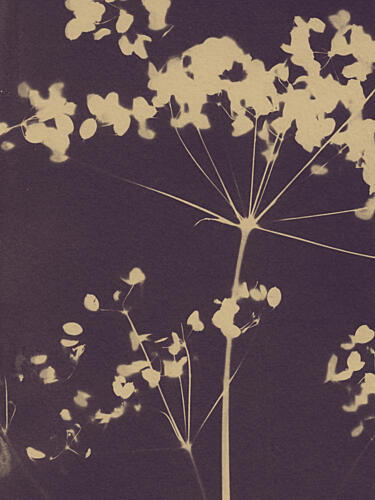 Ethereal Botanical Forms Art Print by Chickweeds Studio