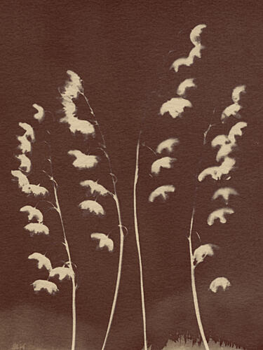 Delicate Sepia Grasses Art Print by Chickweeds Studio