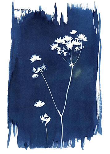 Indigo Wildflower Silhouettes Art Print by Chickweeds Studio