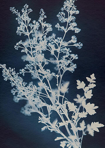 Delicate Indigo Botanicals Art Print