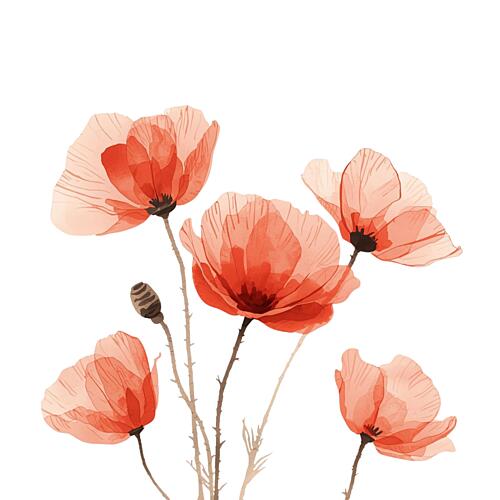 Delicate Red Poppies Pop art reproduction