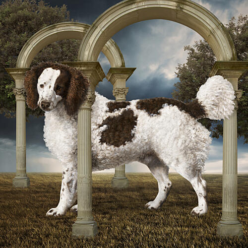 Elegant Parti Poodle Arches Art Print