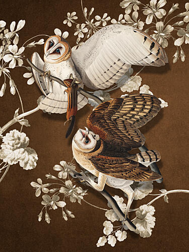 Elegant Barn Owls Art Print