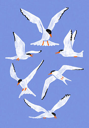 White Seabirds Flying Art Print