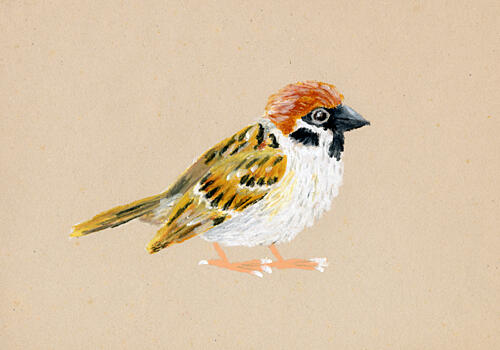 Little Brown Sparrow Art Print