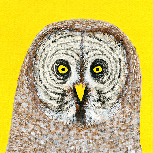 Great Grey Owl Stare Pop art reproduction