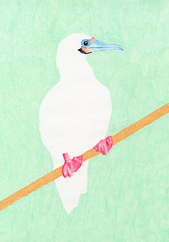 Pink Footed Booby Art Print
