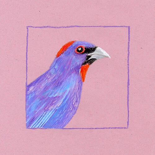 Vibrant Purple Bird Art Print