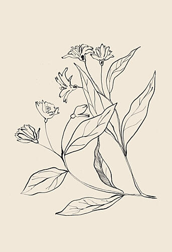 Delicate Botanical Drawing Art Print