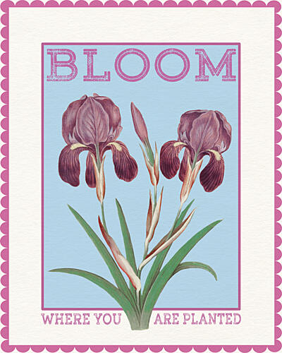 Purple Irises Bloom Quote Art Print
