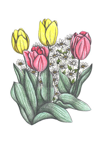 Spring Tulips and Daisies Art Print