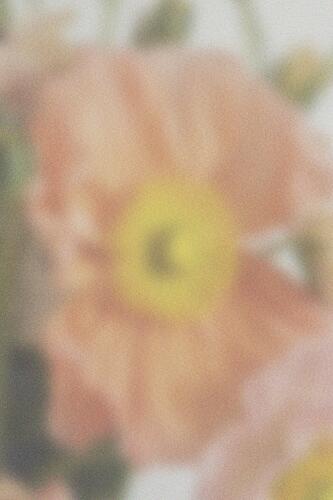 Soft Focus Bloom Art Print