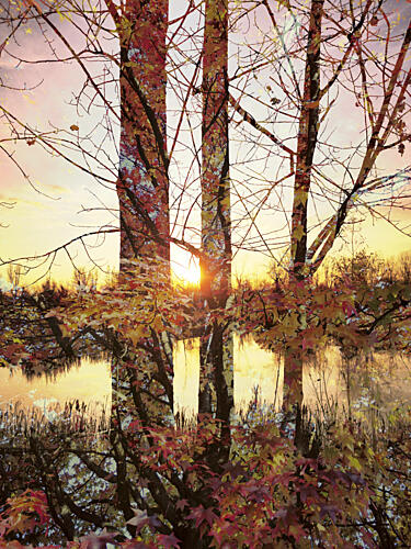 Golden Hour Autumn Reflection Gold Print