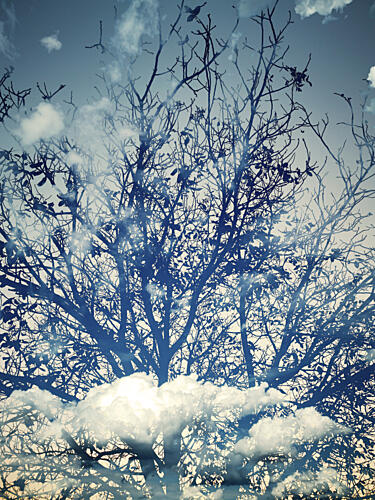 Dreamy Blue Sky Trees Art Print
