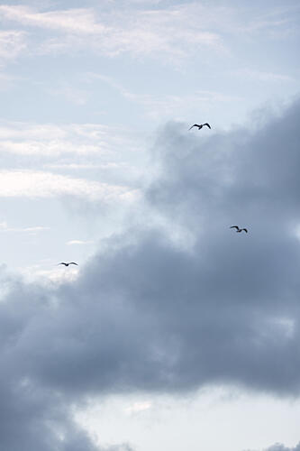 Flying High 11 Art Print