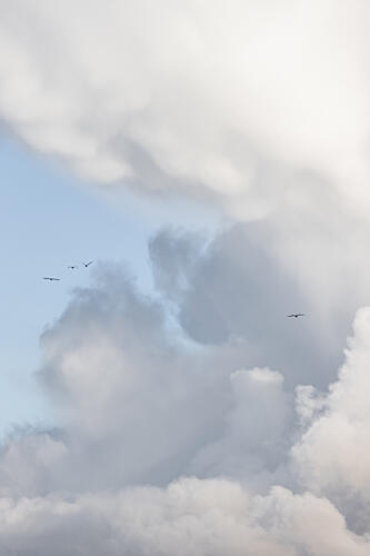 Flying High 15 Art Print