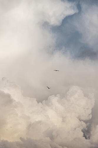 Flying High 14 Art Print