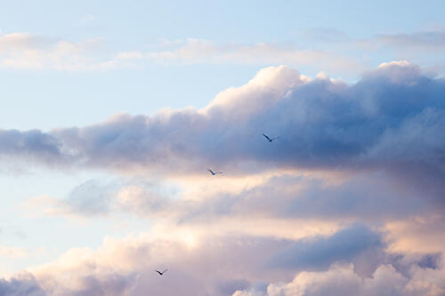 Flying High 12 Art Print