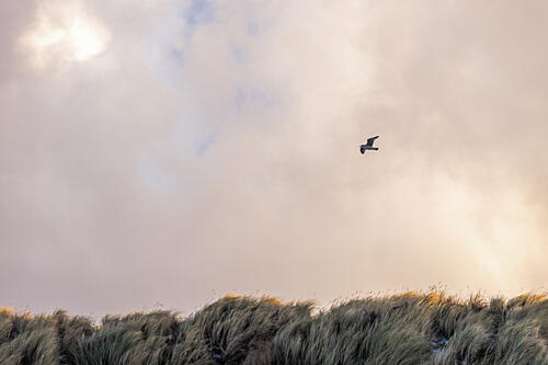 Flying High 13 Gold Print