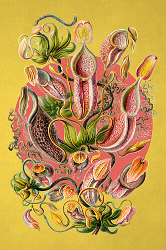Exotic Pitcher Plants Art Print