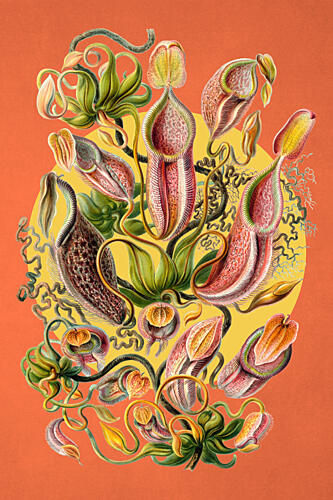 Vibrant Pitcher Plants Art Print