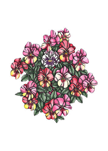 Vibrant Pansy Cluster Art Print
