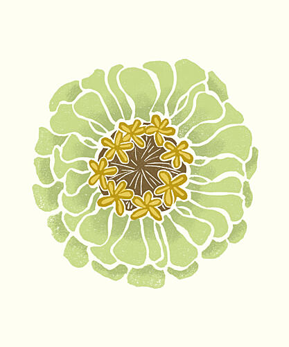 Fresh Green Zinnia Art Print