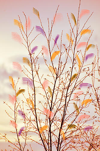 Whimsical Spring Branches Art Print