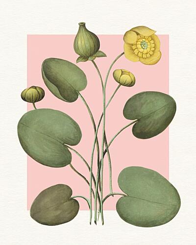 Yellow Water Lilies Art Print