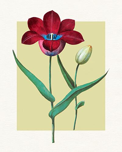 Red Tulip Blue Heart Art Print