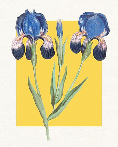 Blue Iris Botanical Art Print