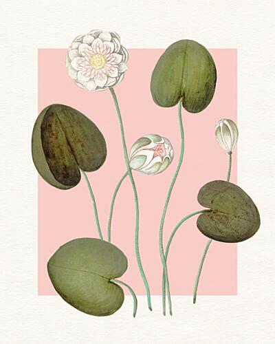 Pink Water Lilies Art Print