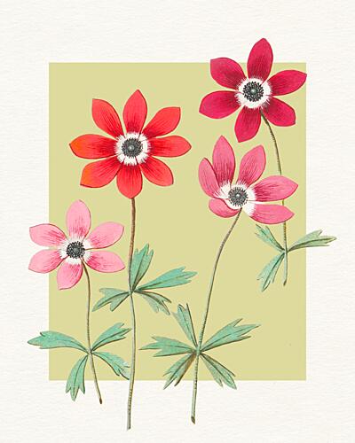 Vibrant Anemone Blooms Art Print
