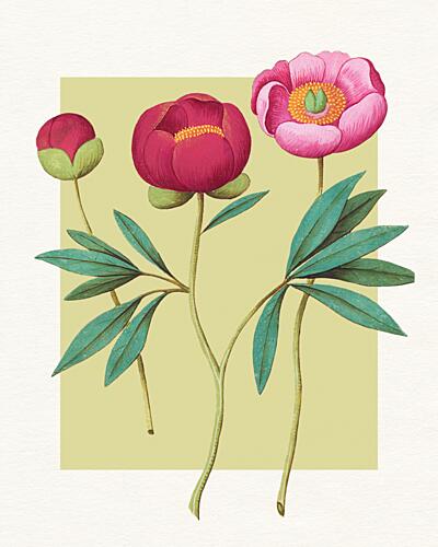 Botanical Peony Blooms Art Print