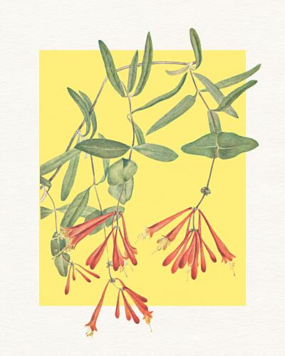 Orange Honeysuckle Bloom Art Print