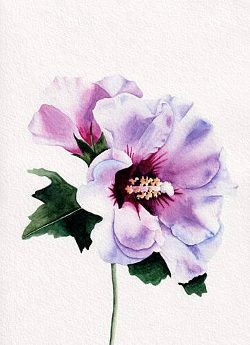 Purple Hibiscus Blooms Art Print by Salome