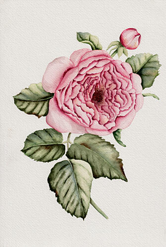 Botanical Pink Rose Art Print by Salome