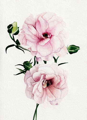 Pink Watercolor Blooms Art Print by Salome