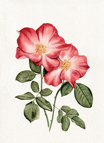 Botanical Pink Roses Art Print by Salome