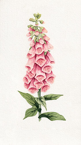 Delicate Pink Foxglove Art Print by Salome