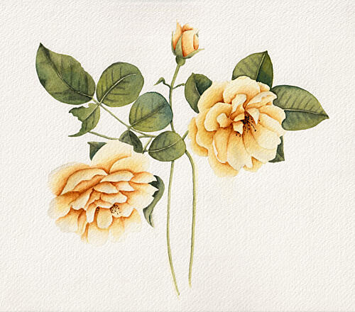 Soft Yellow Roses Art Print by Salome