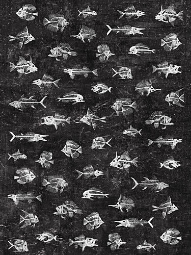 Fish Skeletons Collection Art Print by Martina Scott