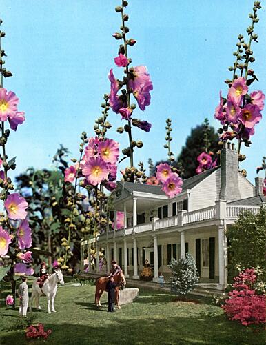 Grand Hollyhock Garden Art Print