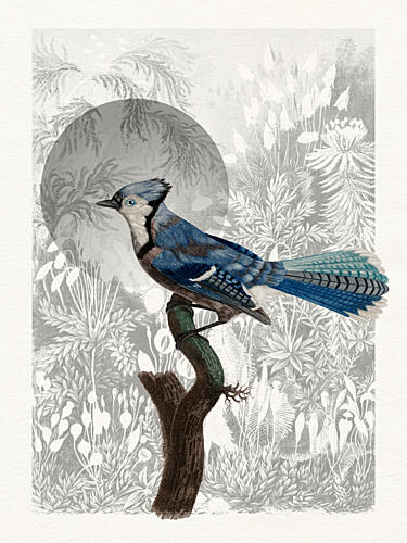 Blue Jay Forest Moon Art Print