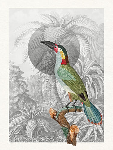 Colorful Tropical Bird Art Print