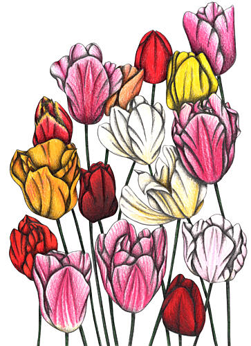 Vibrant Tulip Garden Art Print