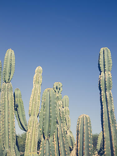 Desert Cacti Blue Sky Art Print