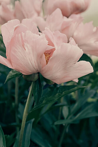 Soft Pink Peonies Art Print