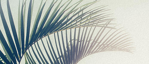 Tropical Palm Shadow Art Print